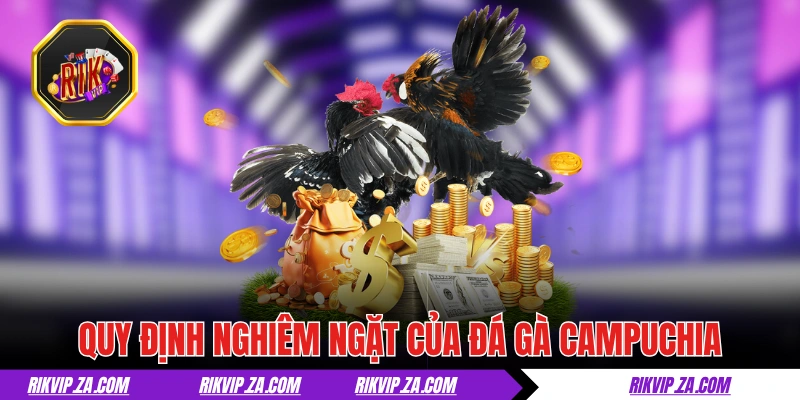 Quy định và luật lệ nghiêm ngặt của đá gà Campuchia